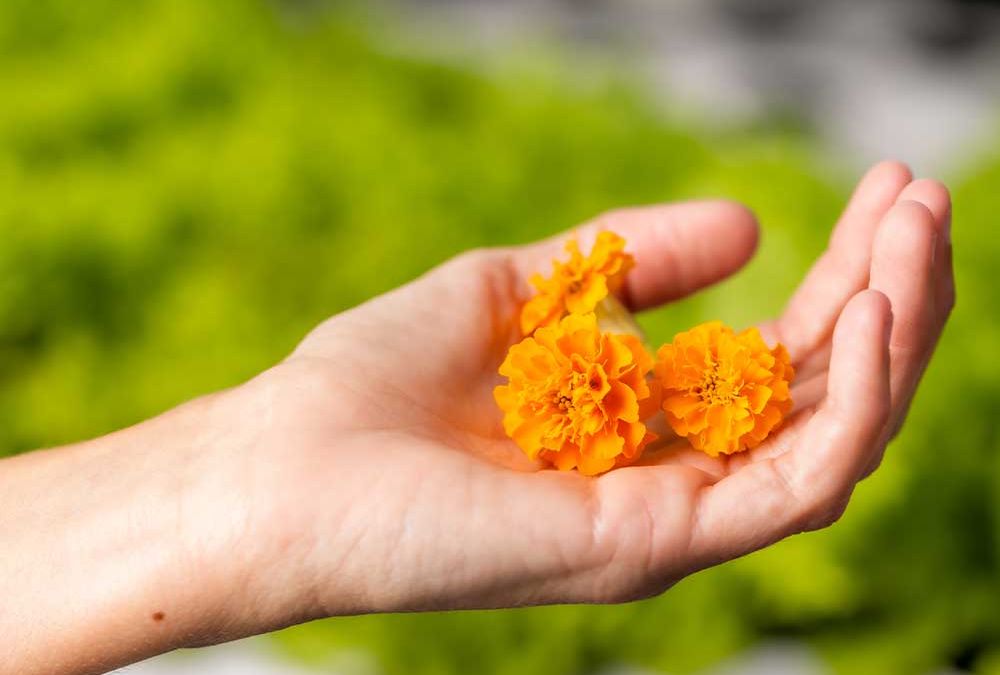 Gardening: Benefits of indoor plants include improved air quality and work efficiency