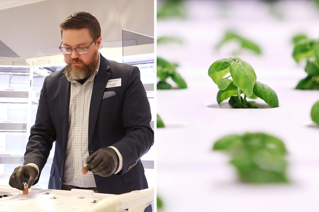 Carl Lasley, left, places basil starts into the hydroponic trays in the Babylon Mini-Farm in a corner of the Abbott Dining Hall. The basil plants then grow in a carefully controlled hydroponic mixture. (Photos by Matt Riley, University Communications)