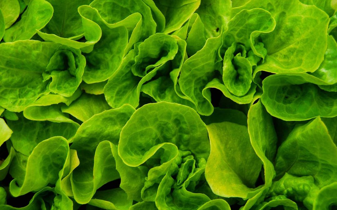 Providing fresher food to top universities across America