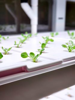 mayo-hydroponic-interior-resized