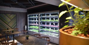 MSC Cruise Babylon Micro-farms