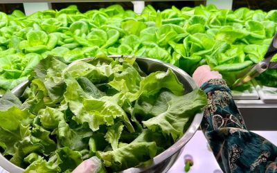On-Site Hydroponic Farming: Real Stories from Hospitality, Senior Living, Higher Education, and Corporate Dining